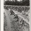 Tobacco field showing wilt. No remedy known for this disease, prevalent this year in Granville County, North Carolina