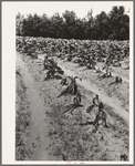 Tobacco field showing wilt. No remedy known for this disease, prevalent this year in Granville County, North Carolina