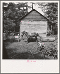 Young son of tenant farmer gathering sticks for workers to string tobacco on. Granville County, North Carolina