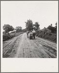 Mr. Taylor and wage laborer slide the tobacco to barn from the field, about quarter of a mile. Granville County, North Carolina