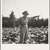 Tobacco farmer, owner of 100 acres. Person County, North Carolina