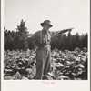 Tobacco farmer, owner of 100 acres. Person County, North Carolina