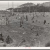 Cut-over land, part of stump ranch. California, Orick, Humboldt County