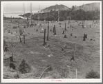 Cut-over land, part of stump ranch. California, Orick, Humboldt County