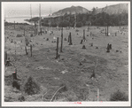 Cut-over land, part of stump ranch. California, Orick, Humboldt County