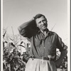 Washington, Yakima Valley. Drought refugee, aged sixty three, from Bismark, North Dakota. "Came to Washington three years ago in that Chevy coupe you see over there and twenty-five dollars cash. Had 480 acres back there ..."