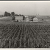 Washington, Yakima Valley. Looking down on hop yard on French-Canadian farm. Three weeks before picking time. (Note hop kiln (2 stacks), right backyard)