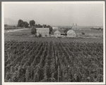 Washington, Yakima Valley. Looking down on hop yard on French-Canadian farm. Three weeks before picking time. (Note hop kiln (2 stacks), right backyard)