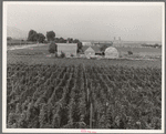 Washington, Yakima Valley. Looking down on hop yard on French-Canadian farm. Three weeks before picking time. (Note hop kiln (2 stacks), right backyard)