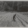Western Washington, Grays Harbor County, northeast of Elma. Hand irrigation on small rented subsistence farm. Family have been on place for one year