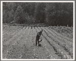 Western Washington, Grays Harbor County, northeast of Elma. Hand irrigation on small rented subsistence farm. Family have been on place for one year