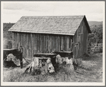 Western Washington, Thurston County, near Michigan Hill. Part of stump farm