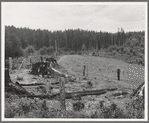 Washington, Western. Thurston County, near Michigan Hill. Another view of stump farm