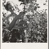 Oregon, Marion County, near West Stayton Local high school girl, who picks beans during vacation time. See general caption number 46