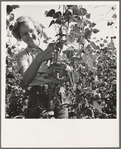 Oregon, Marion County, near West Stayton Local high school girl, who picks beans during vacation time. See general caption number 46