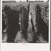Oregon, Marion County, near West Stayton. Beanfield showing irrigation. See general caption number 46.