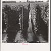 Oregon, Marion County, near West Stayton. Beanfield showing irrigation. See general caption number 46
