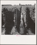 Oregon, Marion County, near West Stayton. Beanfield showing irrigation. See general caption number 46