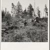 "Catskinners helpers" collect debris, roots, chunks, etc., after the bulldozer. Nieman farm. Western Washington, Lewis County, near Vader. See general caption number 41