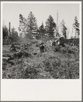 "Catskinners helpers" collect debris, roots, chunks, etc., after the bulldozer. Nieman farm. Western Washington, Lewis County, near Vader. See general caption number 41
