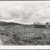 Stump farm seen from the road. Note stump pile in distant field at left, where the bulldozer has just cleared another patch. Farm Security Administration (FSA) borrowers on non-commercial experiment plan. Name of client: "Olds"