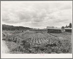 Stump farm seen from the road. Note stump pile in distant field at left, where the bulldozer has just cleared another patch. Farm Security Administration (FSA) borrowers on non-commercial experiment plan. Name of client: "Olds"
