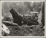 Loosening and pushing a big stump on Nieman place. Western Washington, Lewis County, near Vader, Washington. See general caption number 41