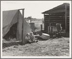 Bean pickers' camp in grower's yard. No running water. Marion County, near West Stayton, Oregon. See general caption number 46