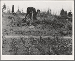 Shows character of the land in the hills surrounding Elma. Western Washington, Grays Harbor County, three miles north of Elma. See general caption number 38