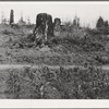 Shows character of the land in the hills surrounding Elma. Western Washington, Grays Harbor County, three miles north of Elma. See general caption number 38