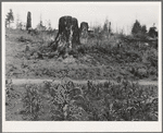 Shows character of the land in the hills surrounding Elma. Western Washington, Grays Harbor County, three miles north of Elma. See general caption number 38