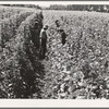 Bean pickers at harvest time. Pickers in foreground came from South Dakota. Oregon, Marion County, near West Stayton