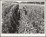 Bean pickers at harvest time. Pickers in foreground came from South Dakota. Oregon, Marion County, near West Stayton