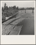 Log rafts on the Williamette River between Salem and Independence, Oregon