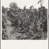 View of hop yard, pickers at work. Near Independence, Polk County, Oregon. See general caption number 45-1