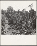 View of hop yard, pickers at work. Near Independence, Polk County, Oregon. See general caption number 45-1