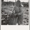 Mother of family now migrants of Pacific coast. Were farm owners in Oklahoma until 1936. Picking hops. Polk County, Oregon. See general caption number 45-1