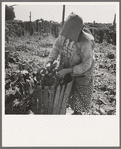 Mother of family now migrants of Pacific coast. Were farm owners in Oklahoma until 1936. Picking hops. Polk County, Oregon. See general caption number 45-1
