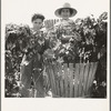 Eleven year old boy and his grandmother, migratory, pick hops side by side. Oregon, Polk County, near Independence. See general caption number 45