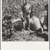 Young migrant worker brings his hops to weigh scales. From five a.m. until noon, when photograph was made, he had picked eighty pounds, which equals eighty cents. Temperature 105 degrees. Oregon, Polk County, near Independence