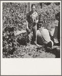 Young migrant worker brings his hops to weigh scales. From five a.m. until noon, when photograph was made, he had picked eighty pounds, which equals eighty cents. Temperature 105 degrees. Oregon, Polk County, near Independence