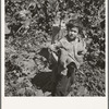 Children work in the hops in Oregon often all day and every day during the picking season. Oregon, Polk County, Independence. See general caption number 45-1