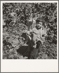 Children work in the hops in Oregon often all day and every day during the picking season. Oregon, Polk County, Independence. See general caption number 45-1