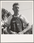 Hop picker, once Nebraska farm owner. Polk County, Oregon. See general caption number 45