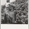 Oregon, Polk County, near Independence. Young wife of ex-logger, migratory field worker, picking hops. General caption number 45-1