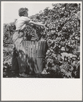 Oregon, Polk County, near Independence. Young wife of ex-logger, migratory field worker, picking hops. General caption number 45-1