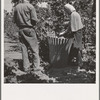 Oregon. Polk County, near Independence. Migratory hop pickers, man and wife, work together. General caption number 45-1