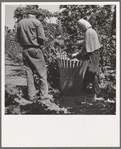 Oregon. Polk County, near Independence. Migratory hop pickers, man and wife, work together. General caption number 45-1