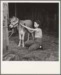Young girl, daughter of small pear farmer tends her calf. She belongs to the 4-H Club, the largest movement among rural youth in America. Oregon. Jackson County, near Medford