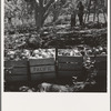Harvesting pears, Pleasant Hill Orchards. Washington, Yakima Valley. See general caption number 34